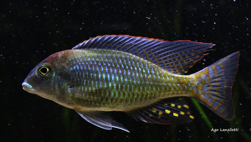 Lethrinops sp. 'red cap' Itungi